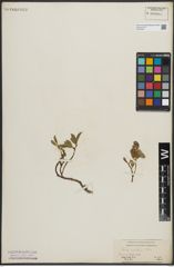 Foto von Salix arctica Pall.